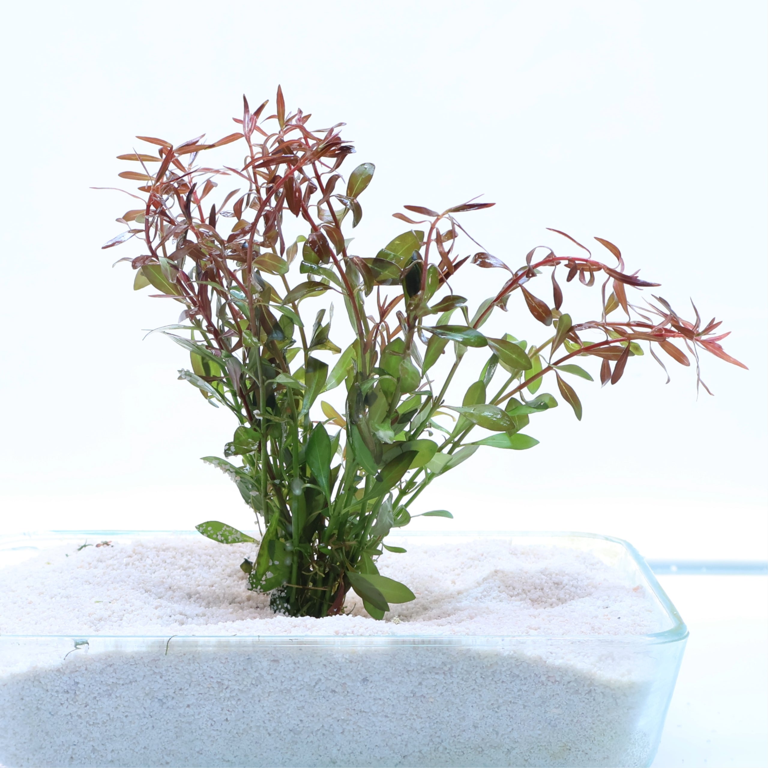 Red Lead Pot Plant : Ludwigia Palustris Red : Lead Bunch – Sanctuary Aquatics