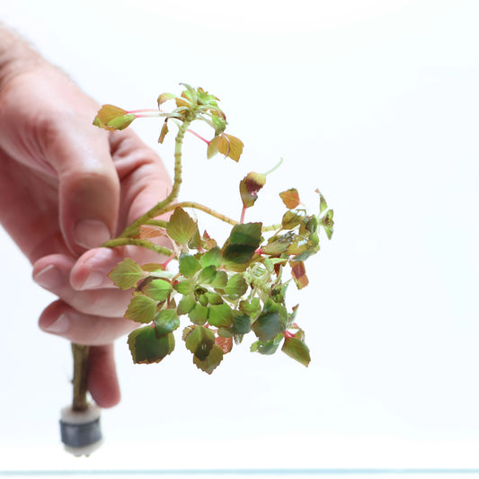 Ludwigia Sedioides Mosaic Plant:  Lead Bunch