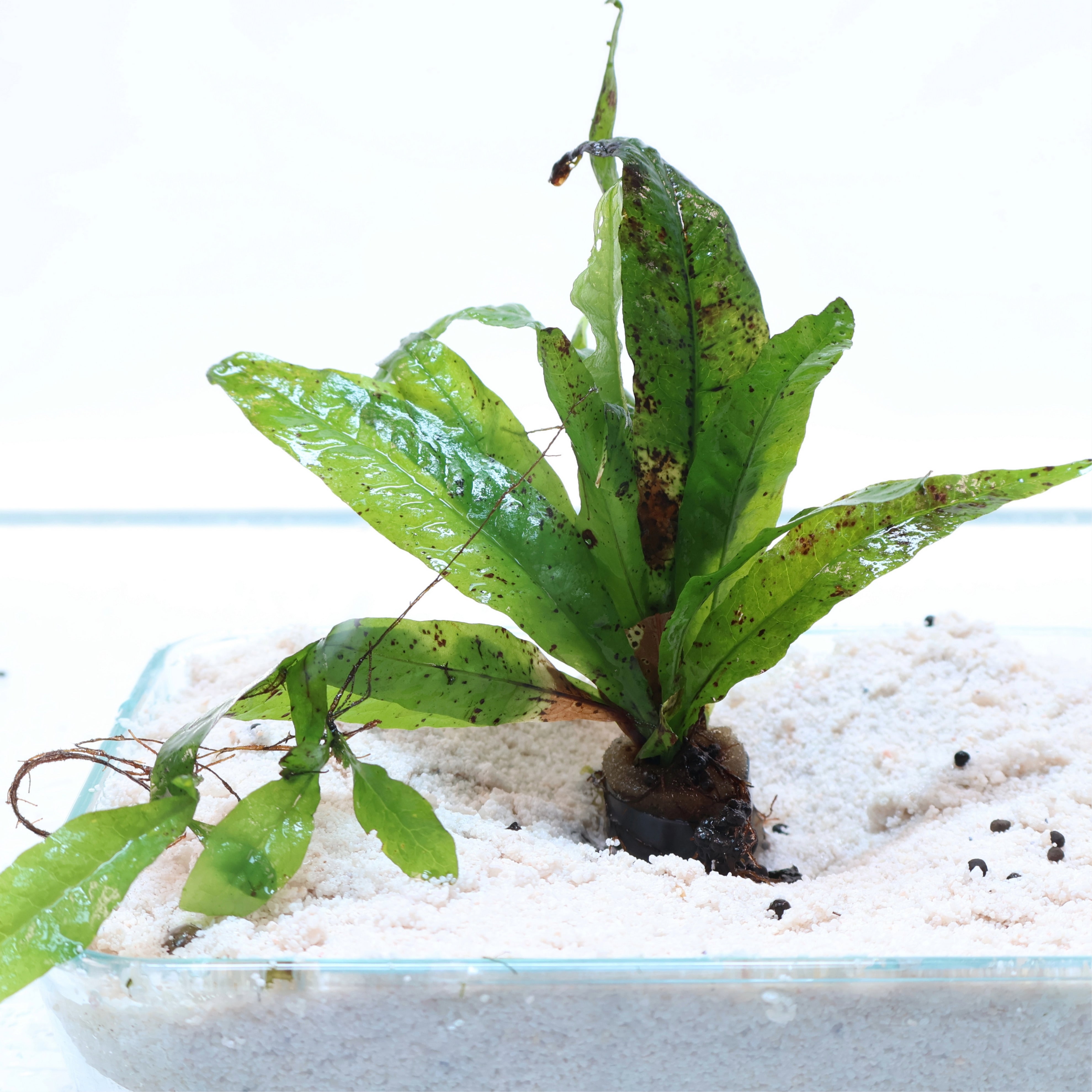 Microsorum Pteropus Java Fern: Lead Bunch – Sanctuary Aquatics