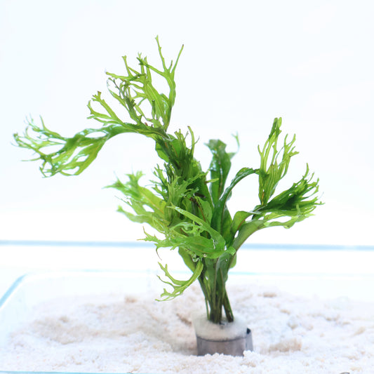 Microsorum Pteropus Windelov Java Fern:  Lead Bunch