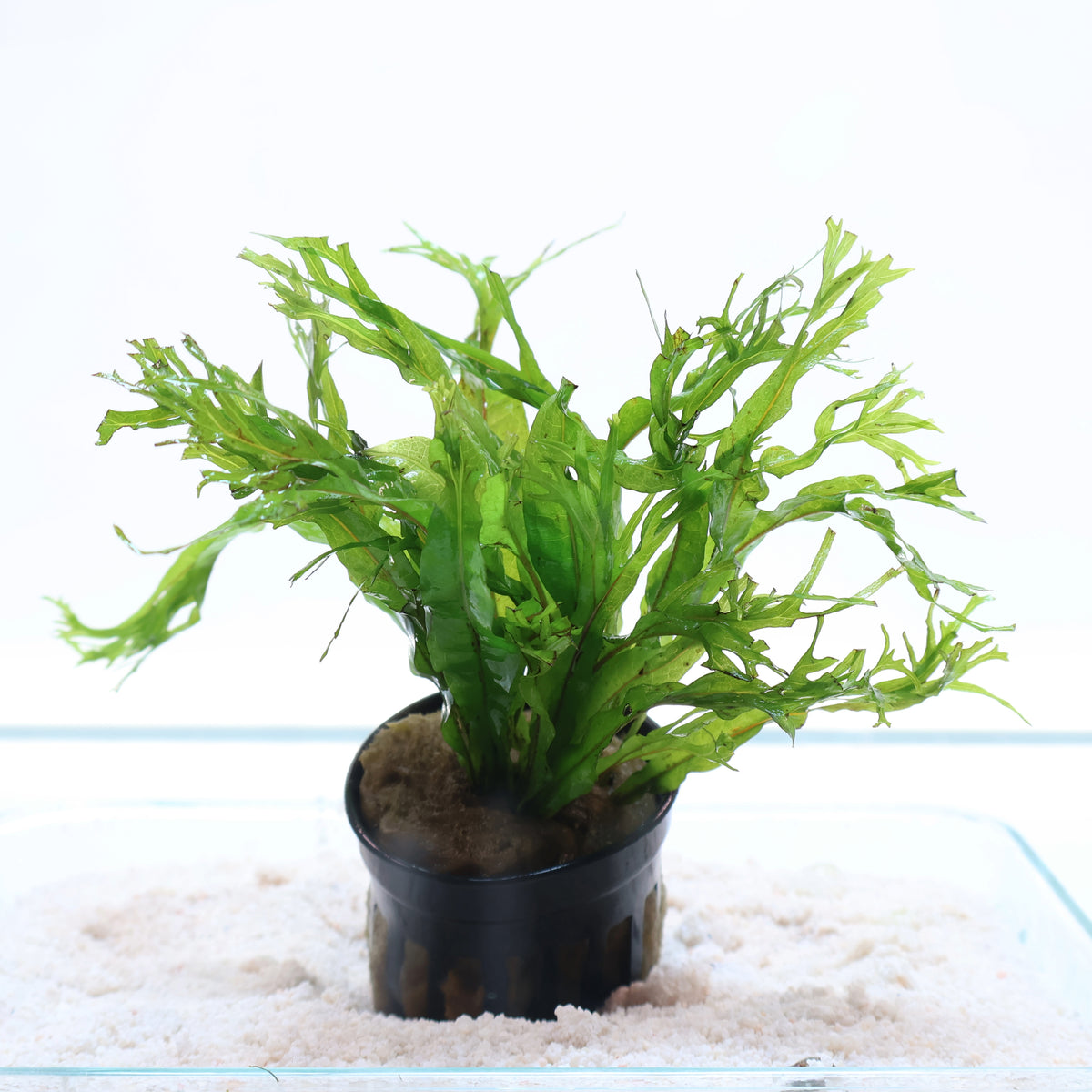 Plant : Microsorum Pteropus Windelov Java Fern : Pot – Sanctuary Aquatics