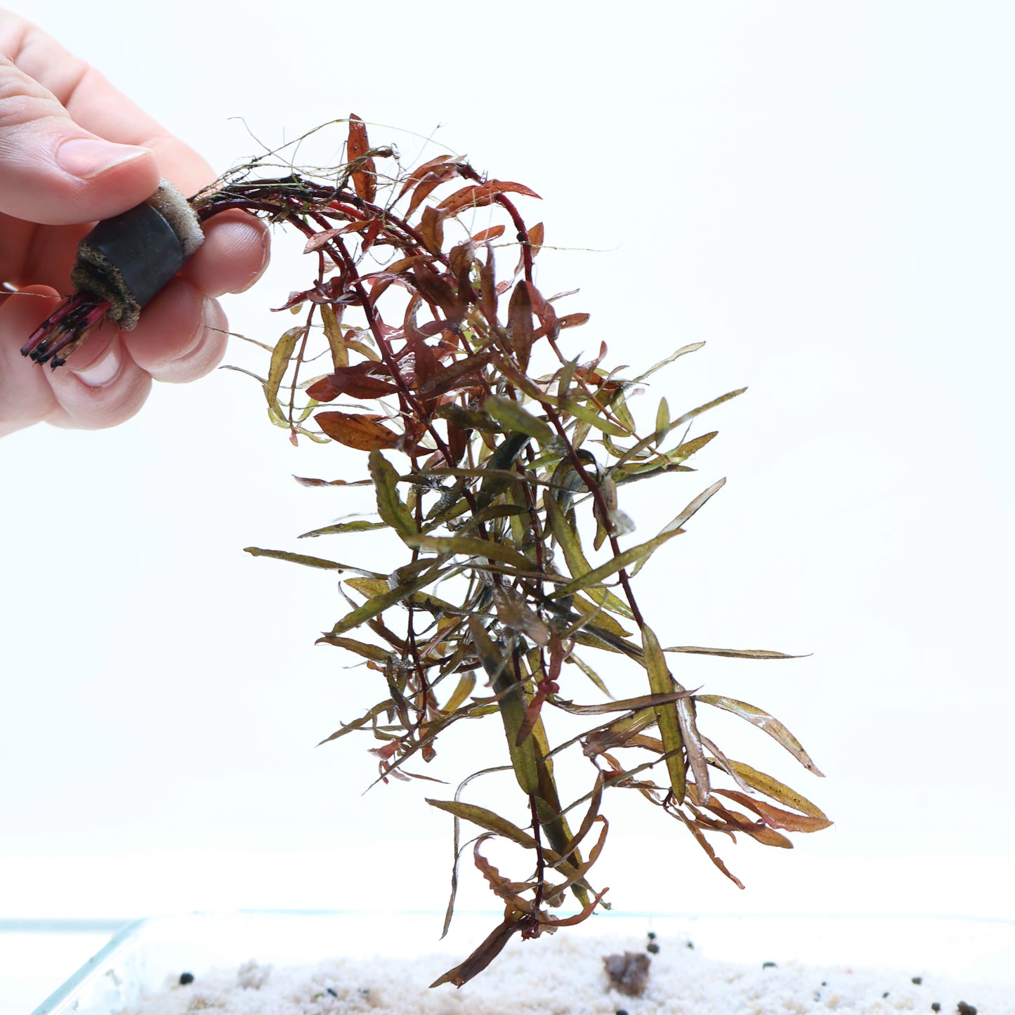 Nesaea Crassicaulis Ammannia Crassicaulis:  Lead Bunch