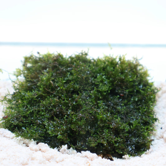 Pellia Riccardia Chamedryfolia Mini Moss:  On Stainless Steel