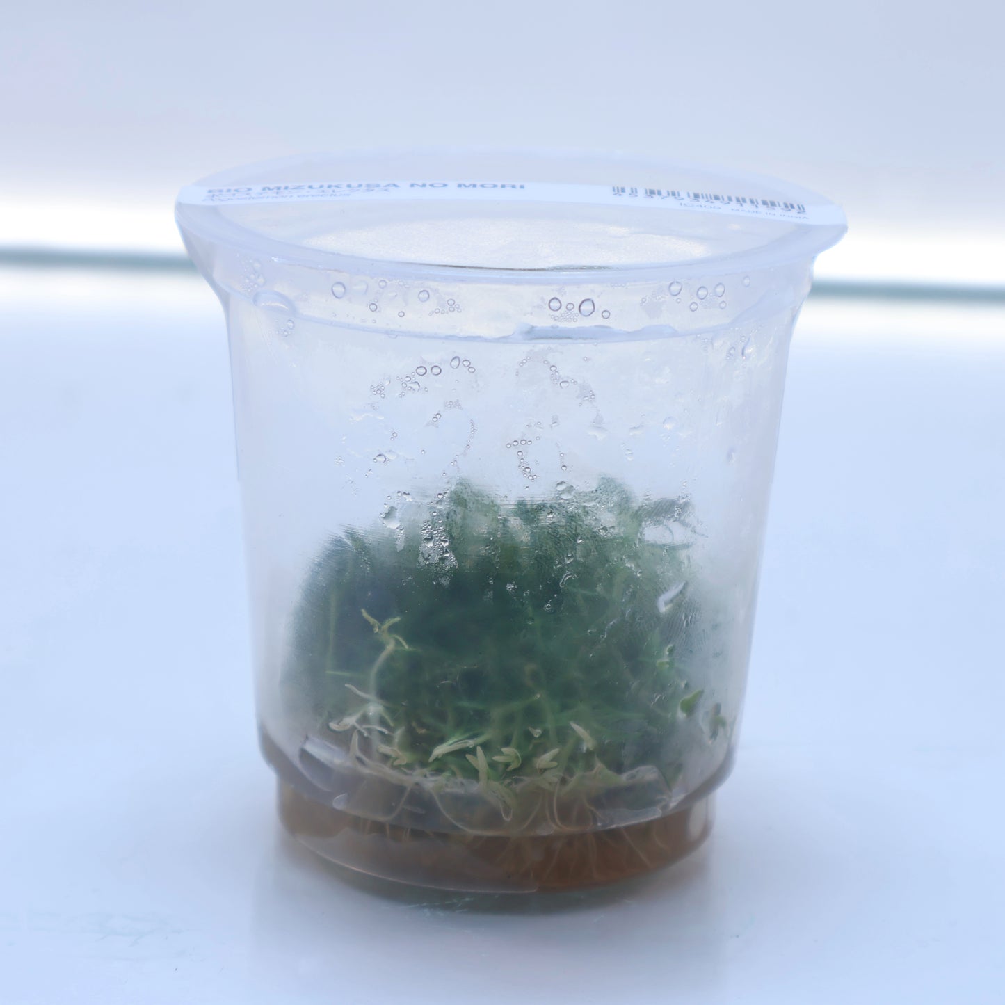 Plant : Pogostemon Erectus : Tissue Culture