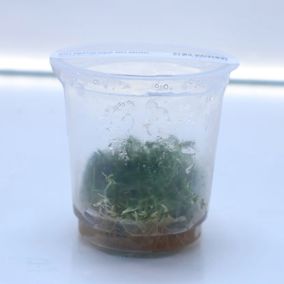 Plant : Pogostemon Erectus : Tissue Culture
