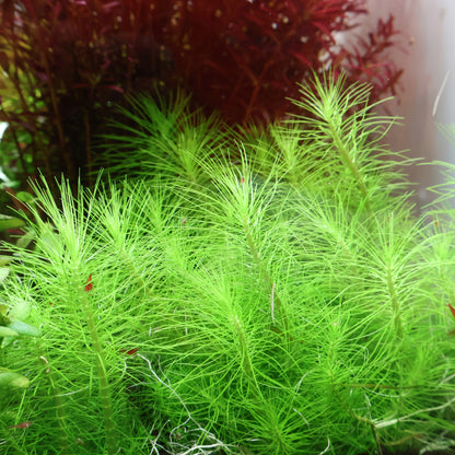 Plant : Pogostemon Erectus : Tissue Culture