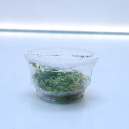 Plant : Pogostemon Helferi 'Downoi': Tissue Culture