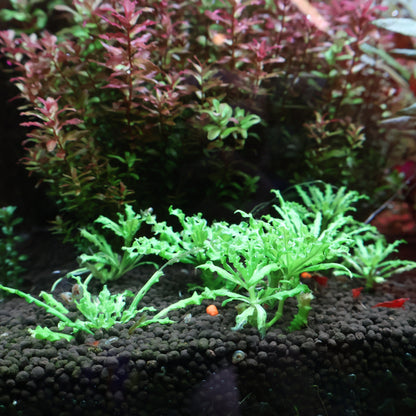 Plant : Pogostemon Helferi 'Downoi': Tissue Culture