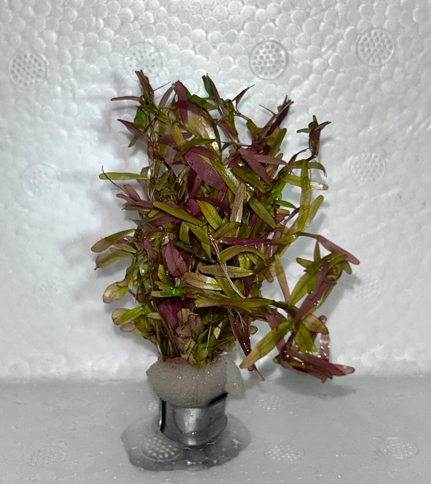 Rotala Ceylon:  Lead Bunch