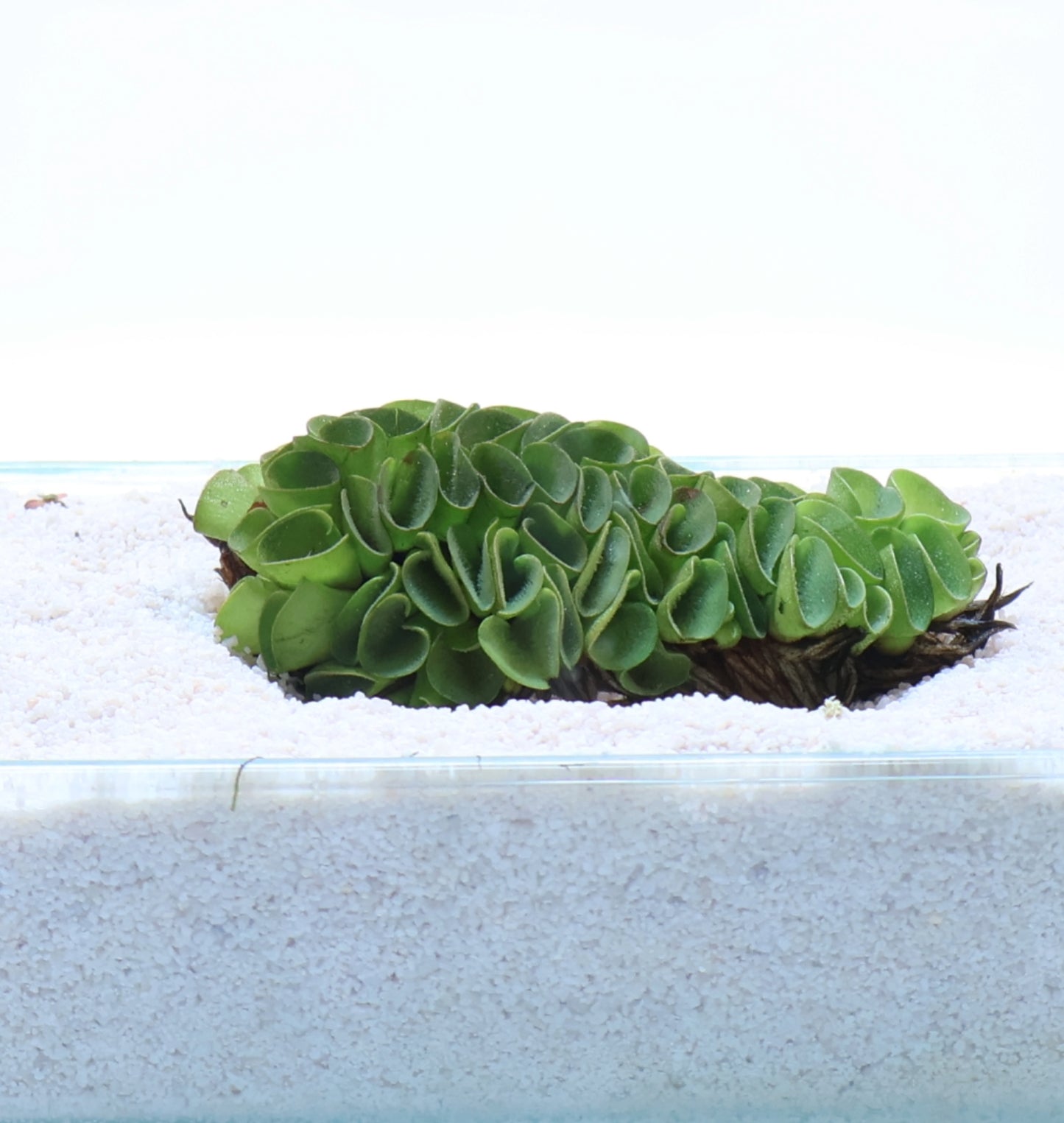 Salvinia Cucullata:  Loose