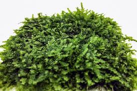 Vesicularia Dubyana Montagnei Christmas Moss Mini: On Stainless Steel