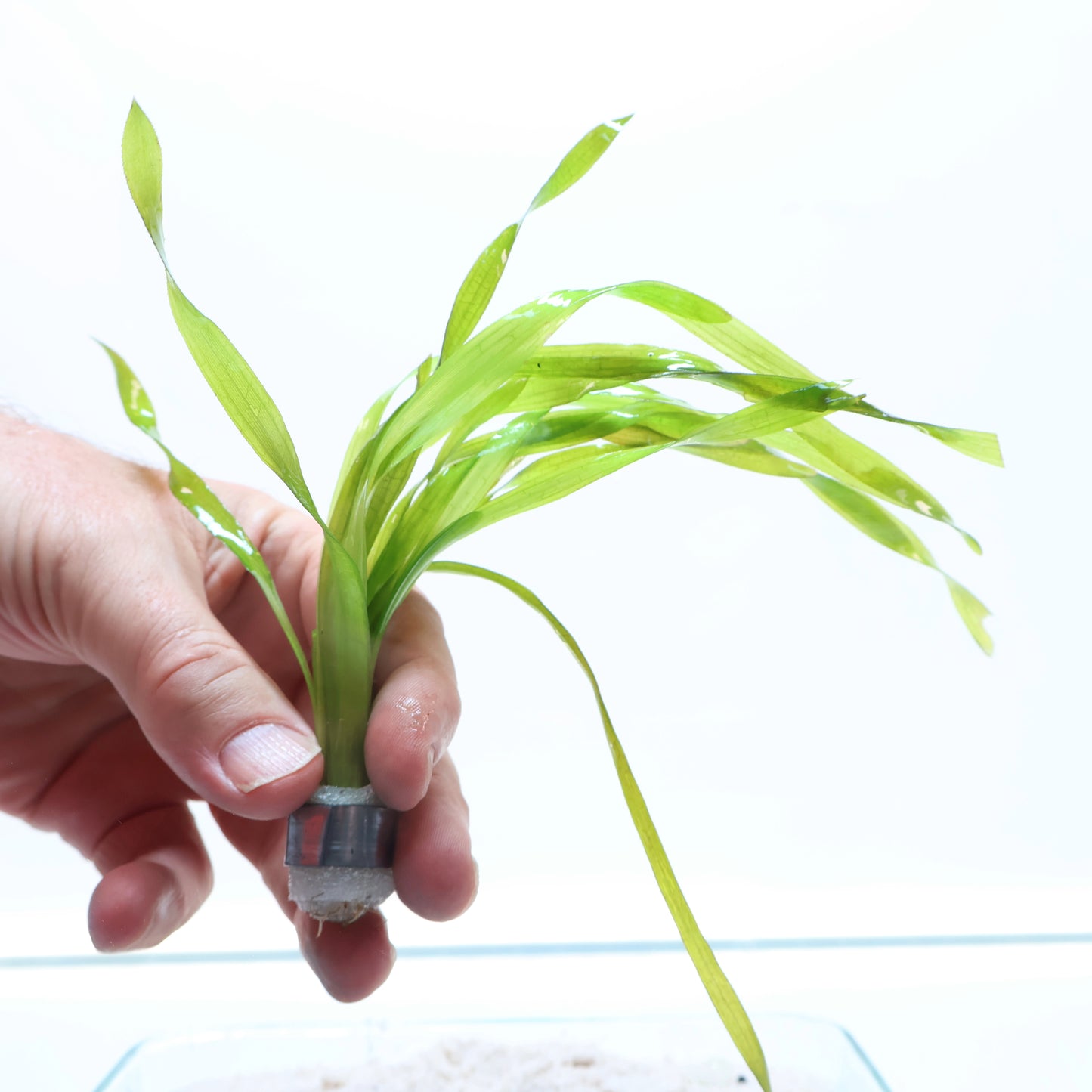 Vallisneria Americana Corkscrew Val : Lead Bunch