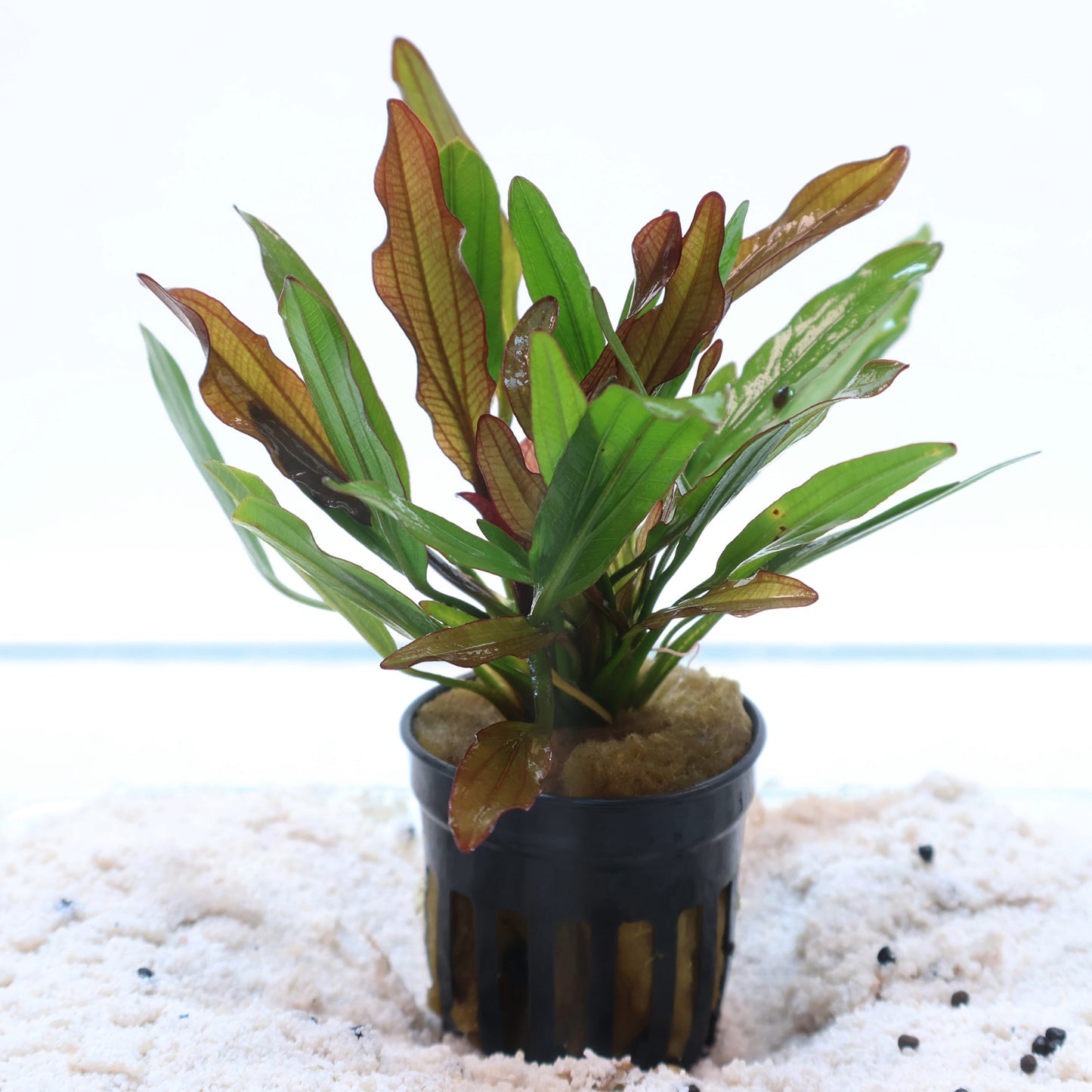 Echinodorus Red Devil Sword: Pot