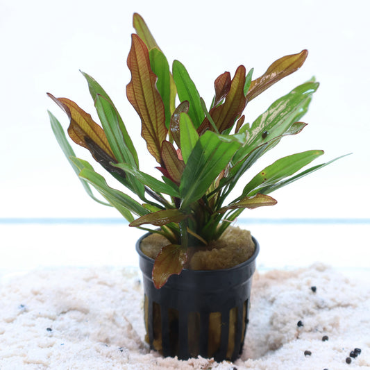 Echinodorus Red Devil Sword: Pot