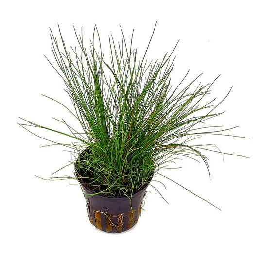 Eleocharis Acicularis Dwarf Hair Grass: Pot