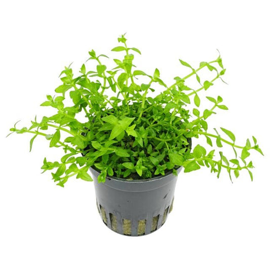 Gratiola Viscidula:  Pot
