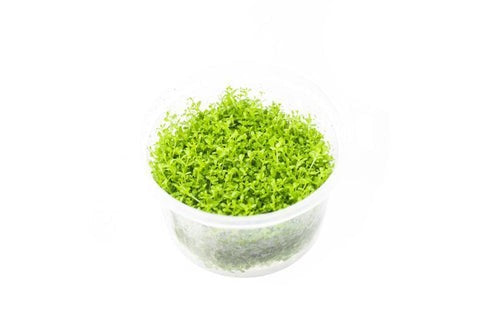 Plant : Micranthemum Callitrichoides Cuba Dwarf Baby Tears : Tissue Culture