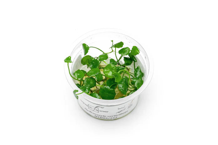 Plant : Hydrocotyle Verticillata : Tissue Culture