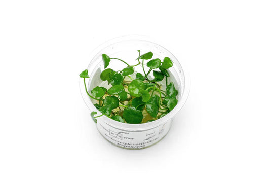 Plant : Hydrocotyle Verticillata : Tissue Culture