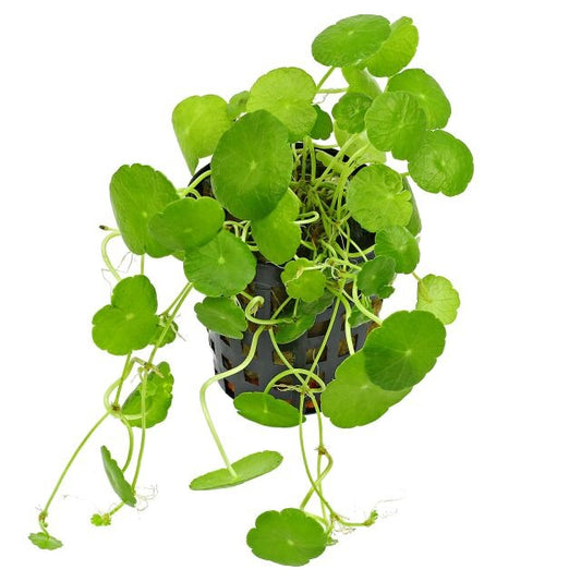 Hydrocotyle Verticillata Shield Pennywort: Pot