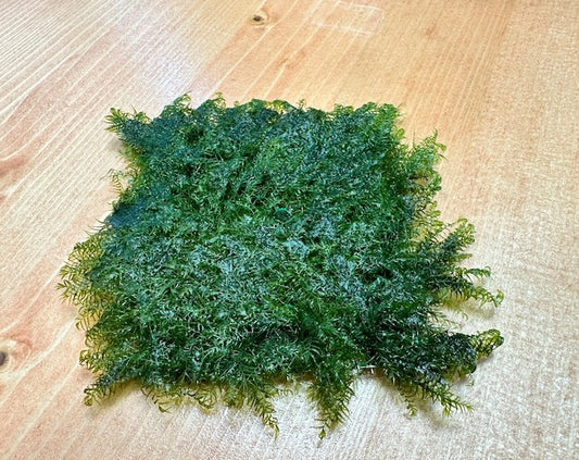 Fissidens Fontanus Phoenix Moss:  On Stainless Steel
