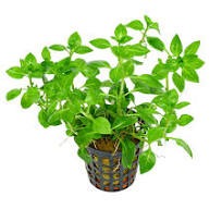 Ludwigia Palustris:  Pot