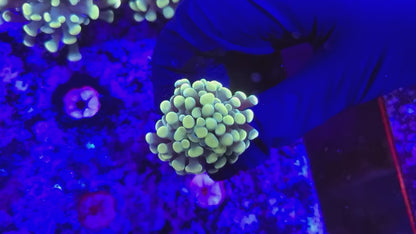Frogspawn T10ER2F5