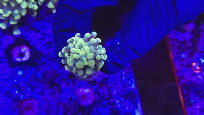Frogspawn T10ER2D6