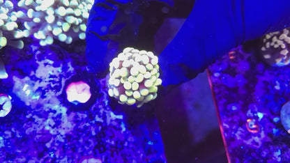 Frogspawn T10ER2F2