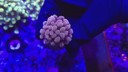 Frogspawn T10ER2E1