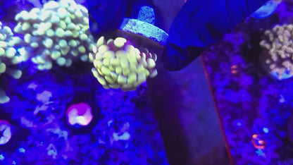 Frogspawn T10ER2D3