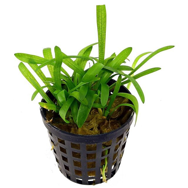 Plant : Sagittaria Dwarf : Pot