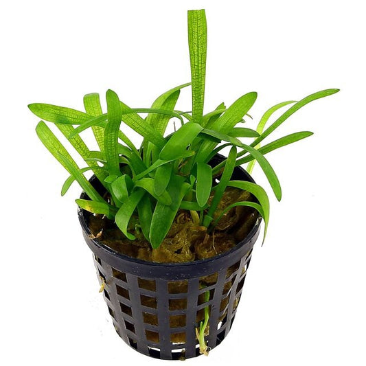 Plant : Sagittaria Dwarf : Pot