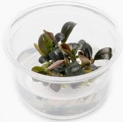 Bucephalandra Brownie Phoenix:  Tissue Culture