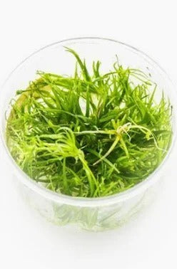 Helanthium Tenellum Pygmy Chain Sword:  Tissue Culture