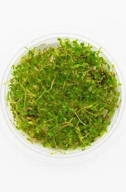 Glossostigma Elatinoides:  Tissue Culture