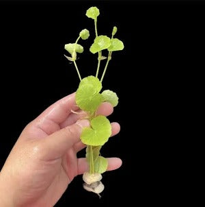 Hydrocotyle Leucocephala Brazilian Pennywort:  Lead Bunch