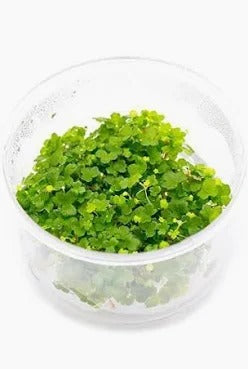 Plant : Hydrocotyle Tripartita Mini Whorled Pennywort : Tissue Culture