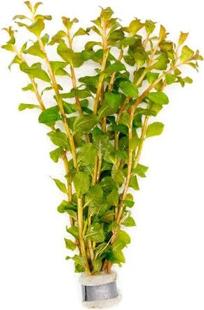 Ludwigia Senegalensis Guinea:  Lead Bunch