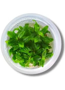 Plant : Staurogyne Repens : Tissue Culture