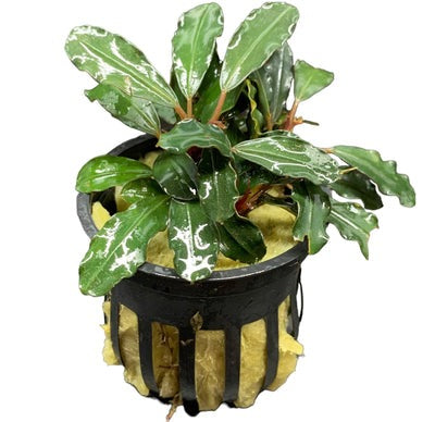 Bucephalandra Theia: Pot